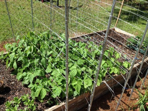 Raised Bed Garden