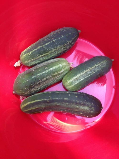 Cucumbers